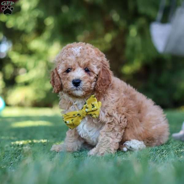 Shepherd, Cavapoo Puppy